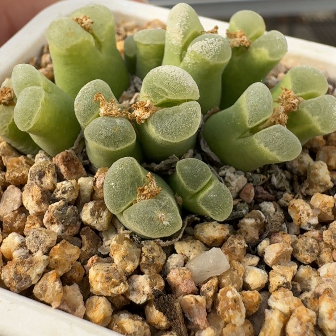 兔*5-16p p p p p p