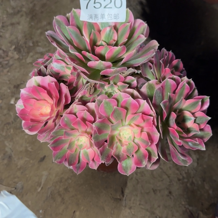 7520女巫多肉植物