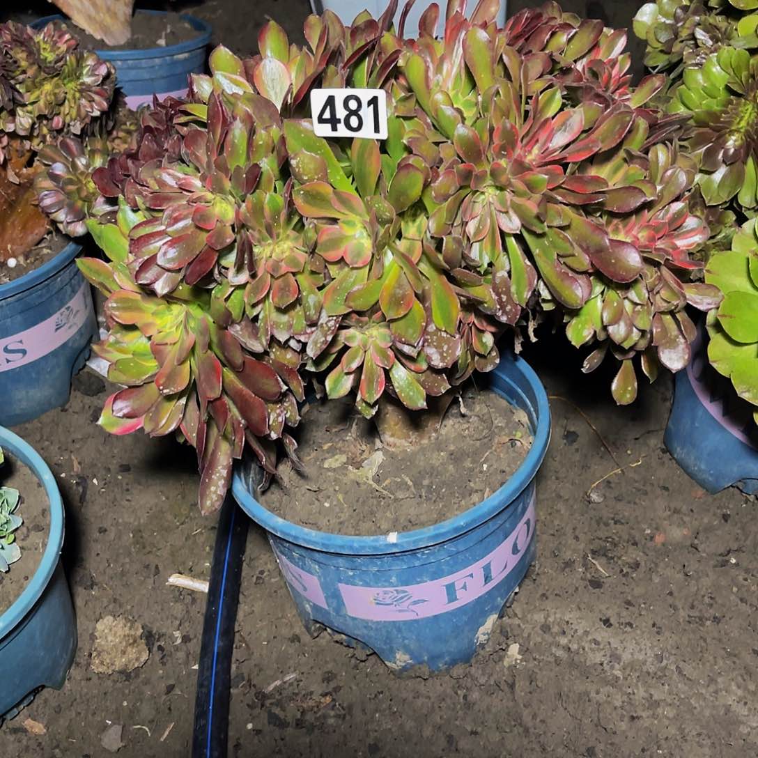 法师法师15//23包邮法师