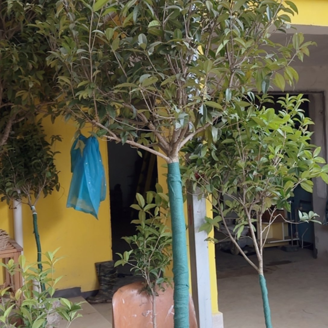 完全开放7公分左右状元红