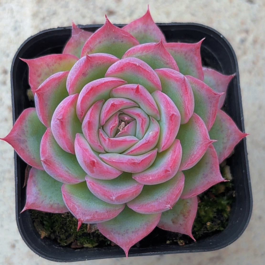 多肉侧影（满12.9包邮）