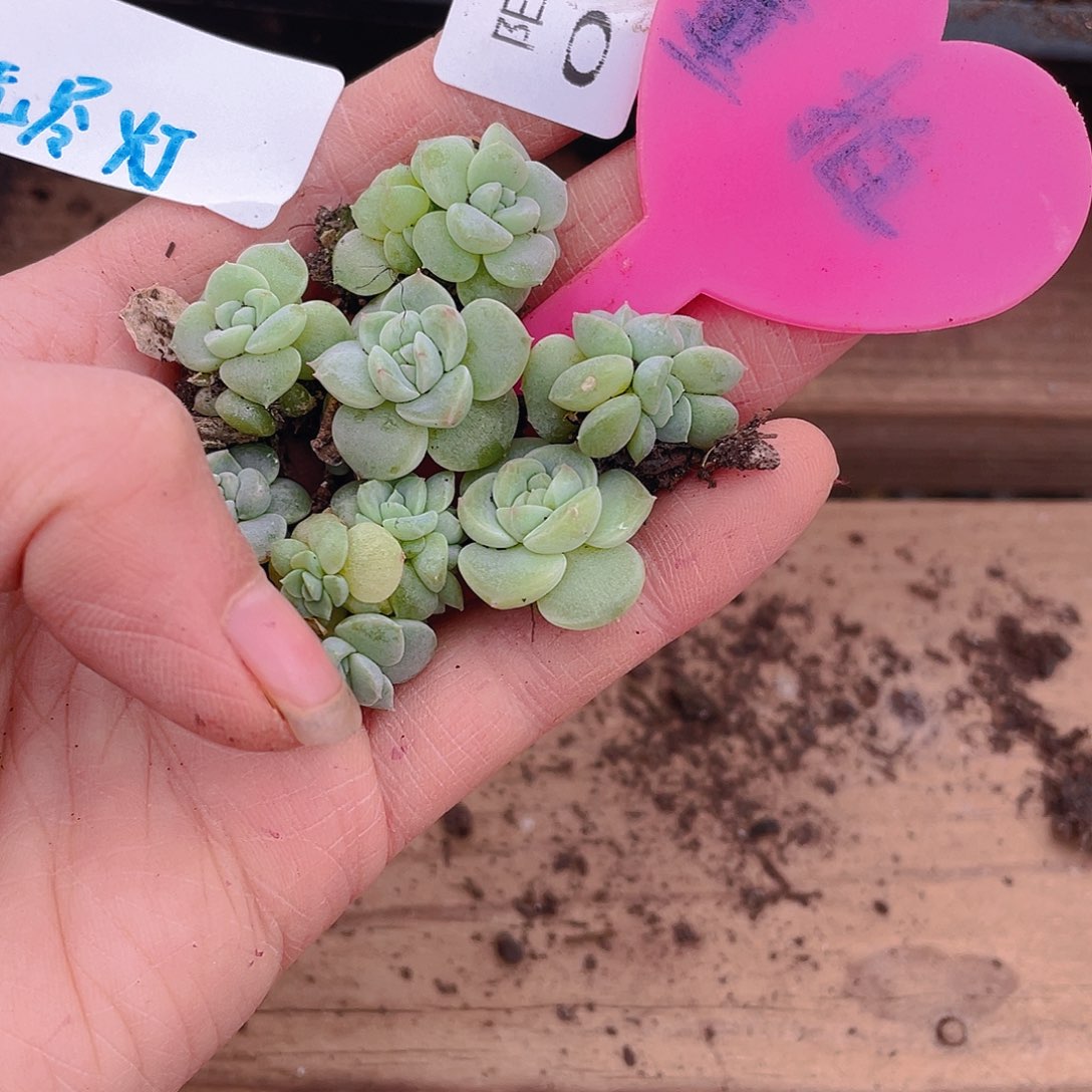 量拍多肉植物多肉植物994