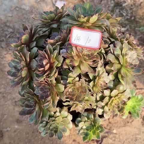 多肉植物不知名646