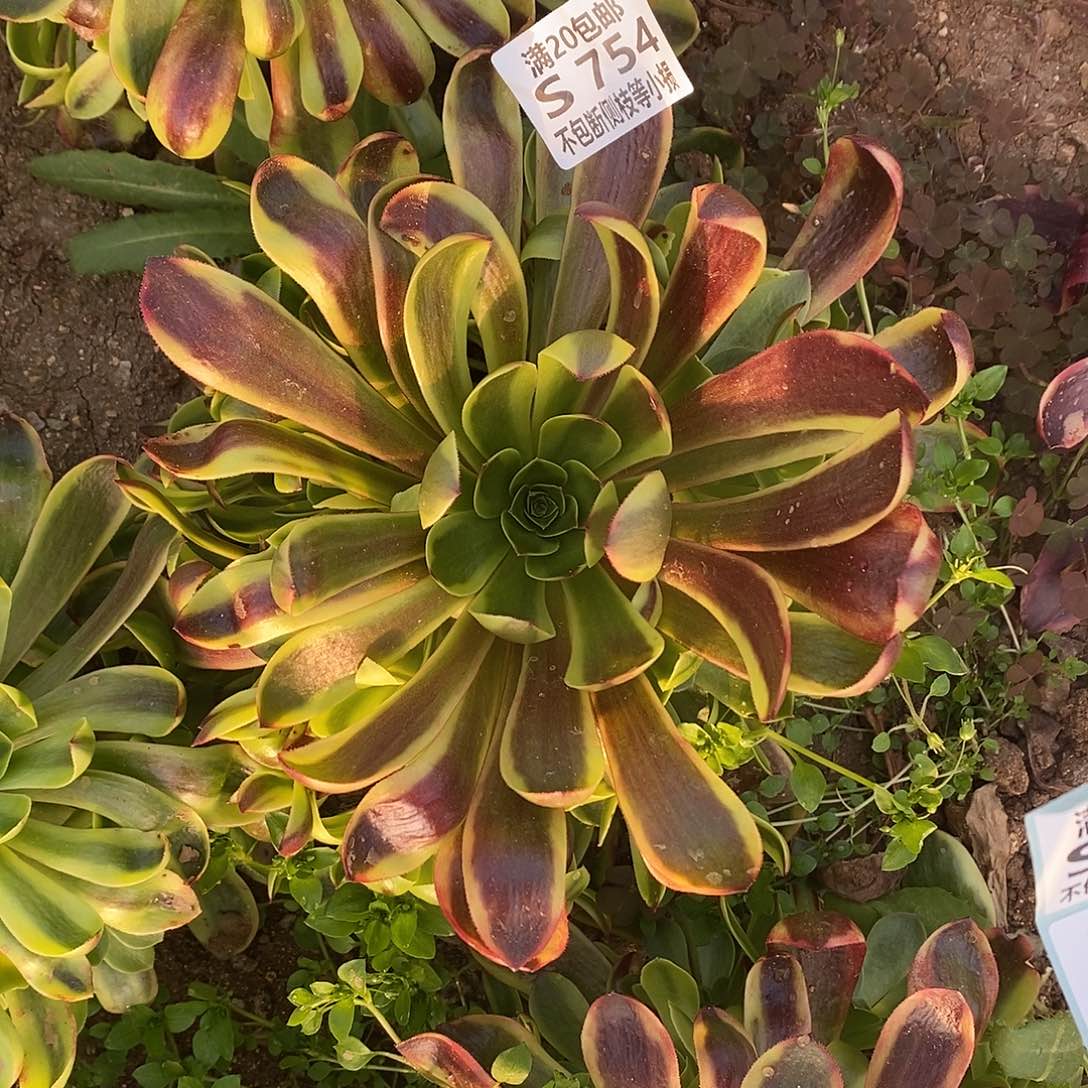 754欧佳丽多肉法师锦