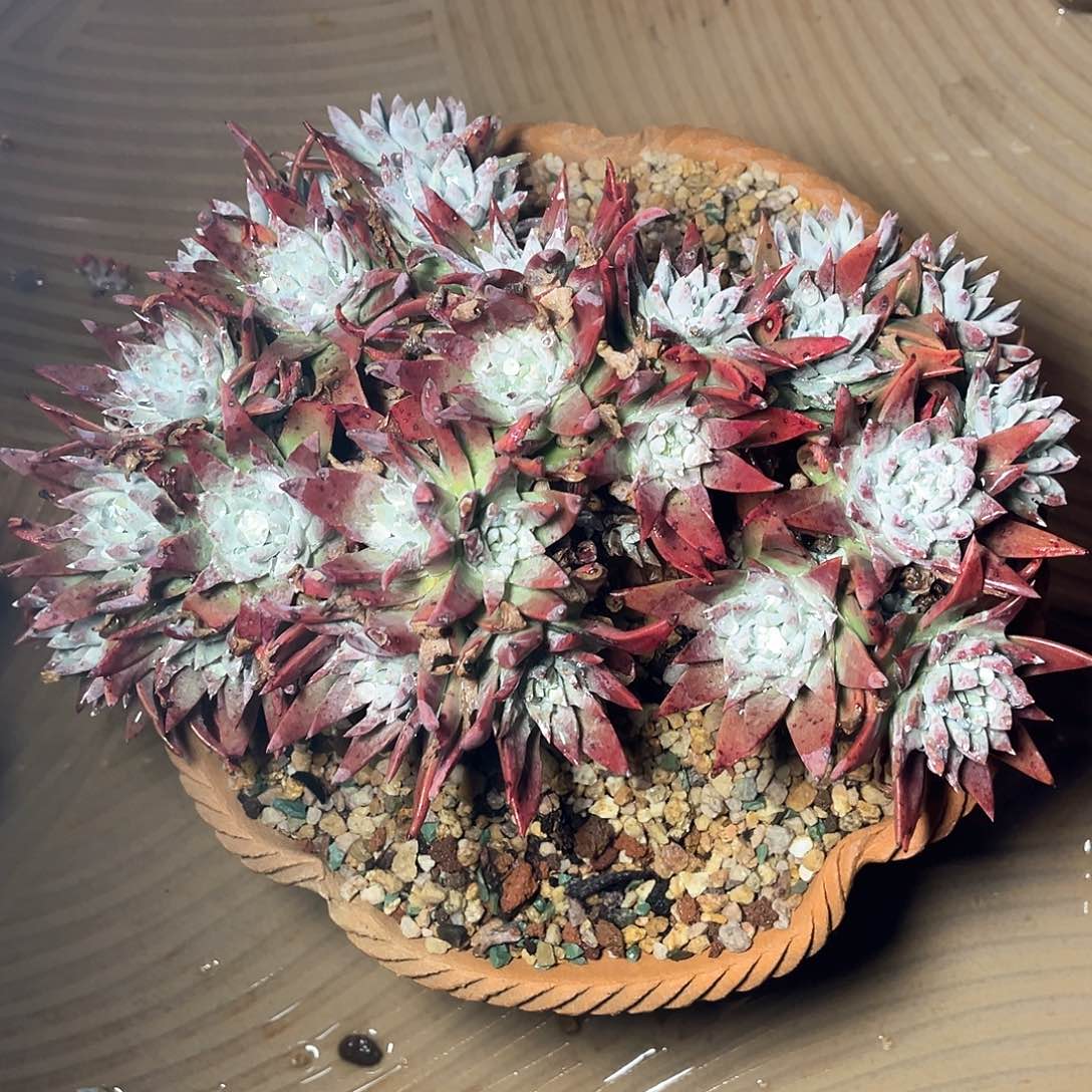 白菊苹果叶表达群生多头