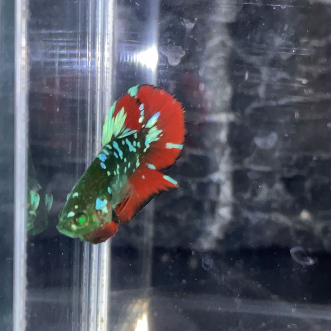 斗鱼地狱火绿魔碎星将军公