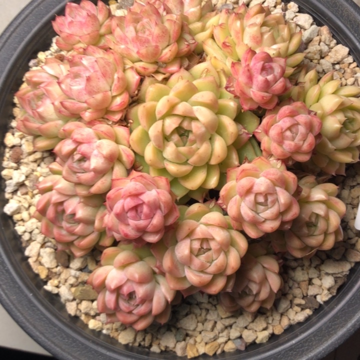 蔷**院22//////////////