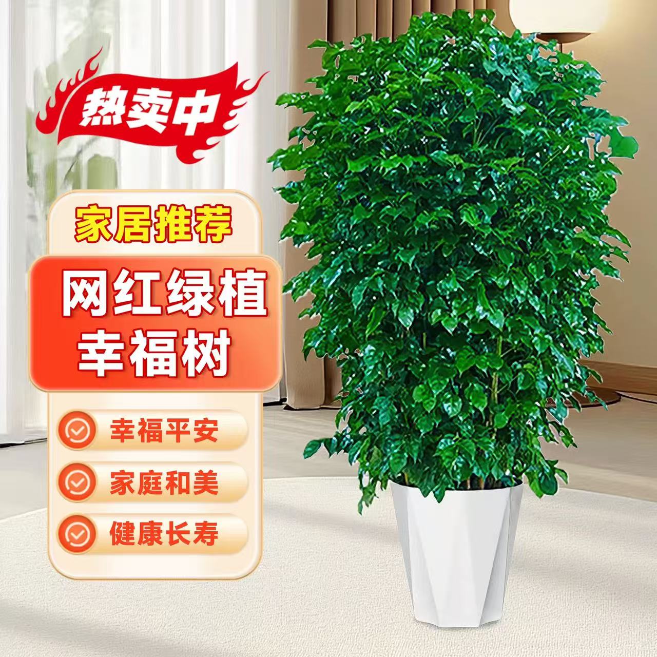 【京东上门】丛生幸福树绿宝树室内客厅绿植净化空气好养活