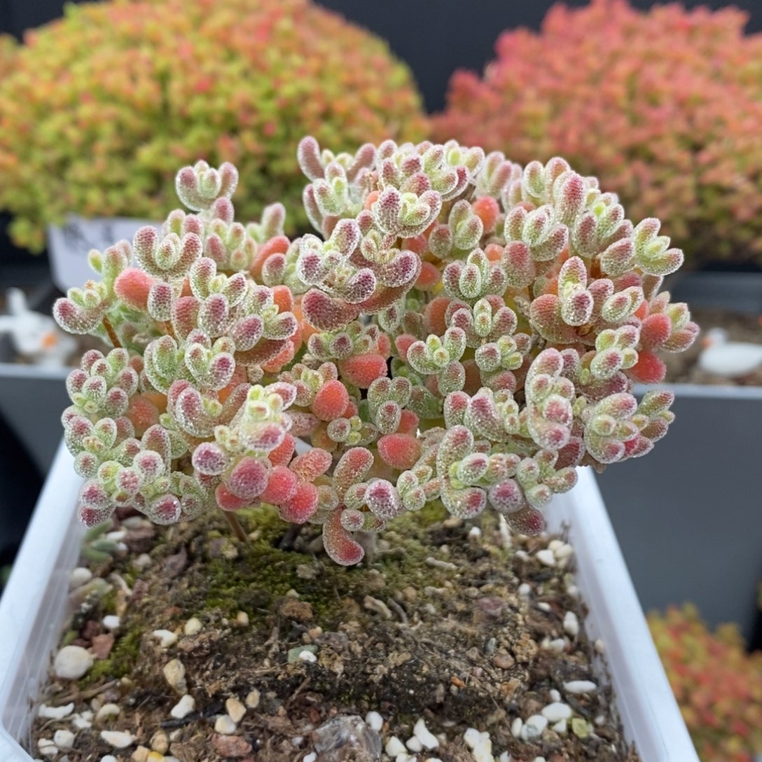 无花朵22号优选冰晶枝干