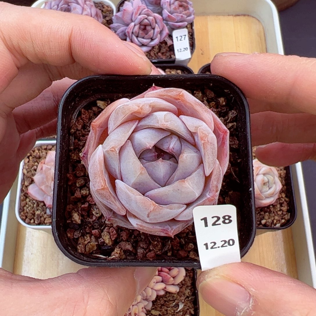 好好看128、哈哈哈哈