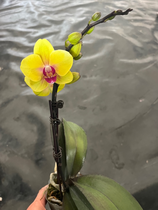 鲜花《聚宝发财》蝴蝶兰云南源头基地直发