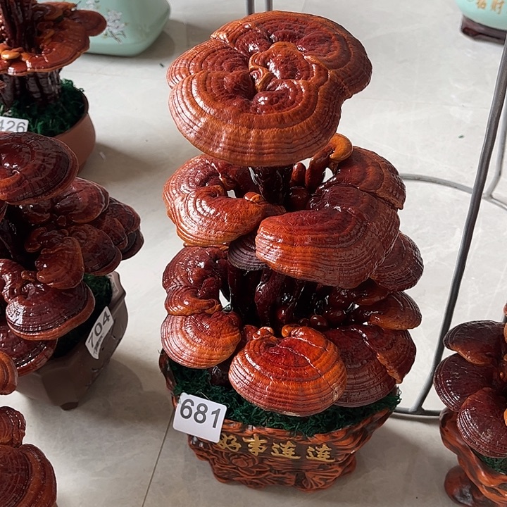 无花朵可观赏可食用