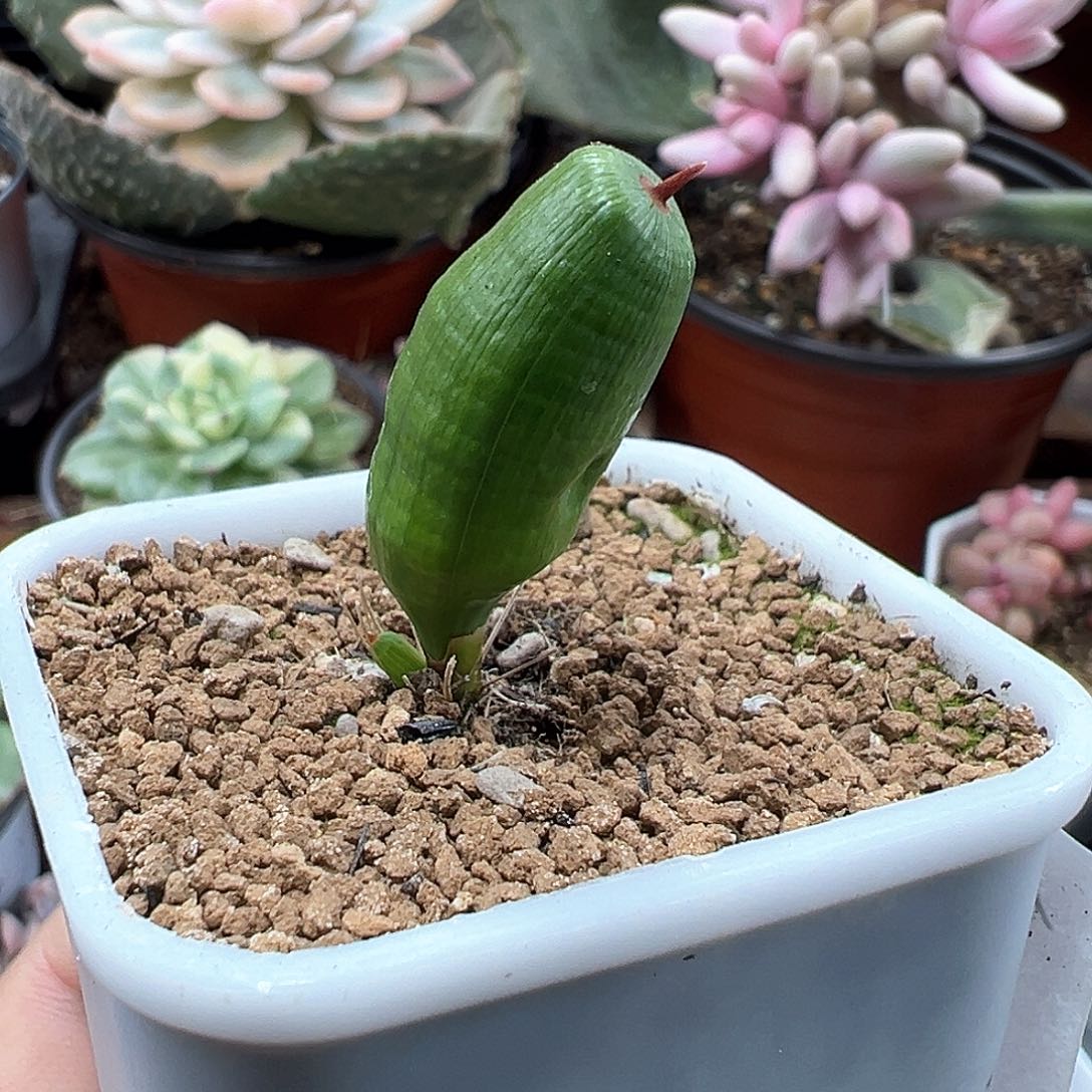 针管鸢 小方花圃一物一拍