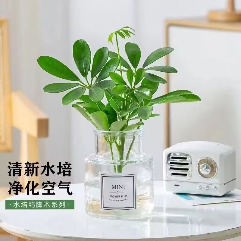 水培鸭脚木室内植物客厅招财树办公室桌面绿植客厅四季好养花卉