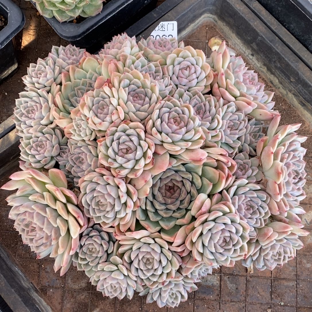 握****不包整散掉头8062~28厘米