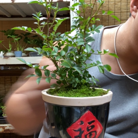 红陶往**风一物一拍所见即所得189