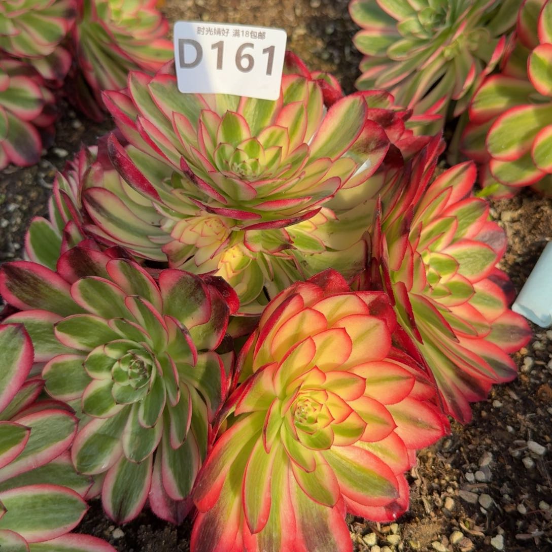 161红荔枝。多肉植物