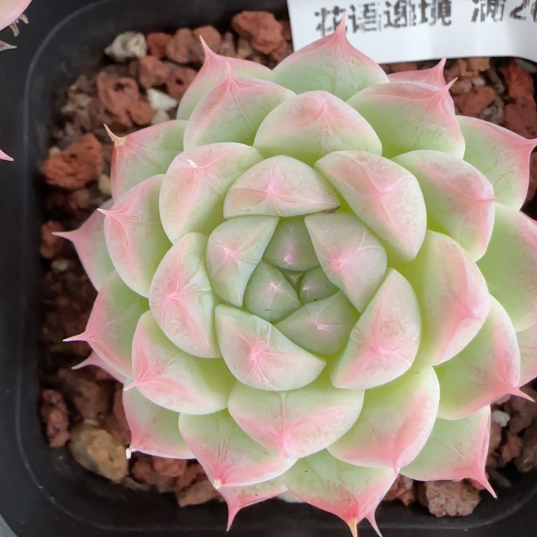 花语逸镜0203-669