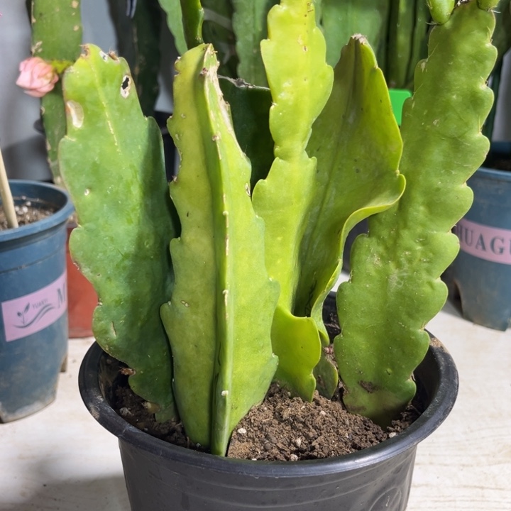 当前无花栽培后可以开花6色寄养送花土