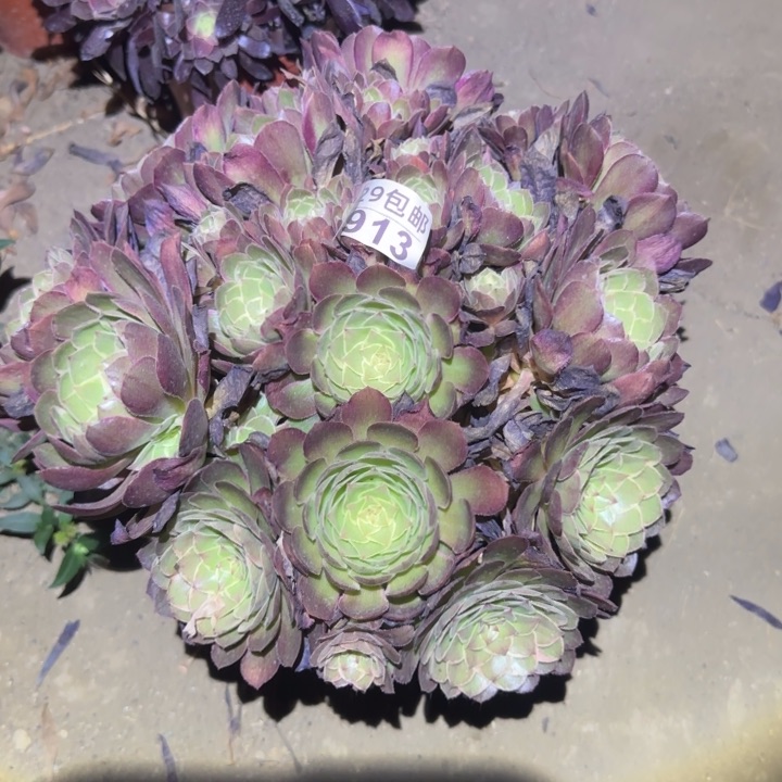 莲花座……不包断枝