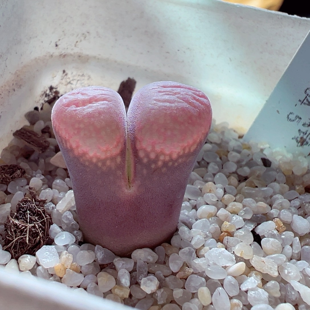 1203-505多肉多肉