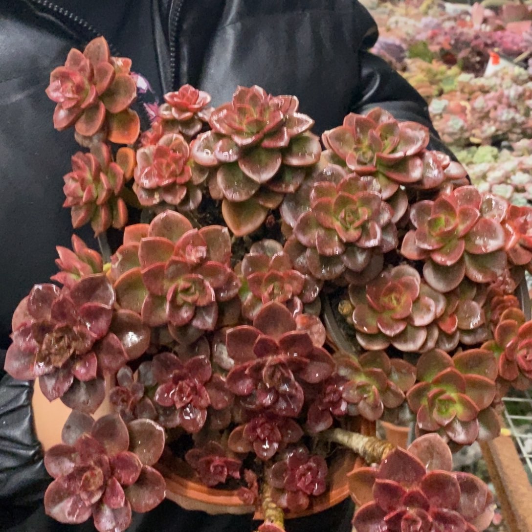 红酒巧克力整桩三盆