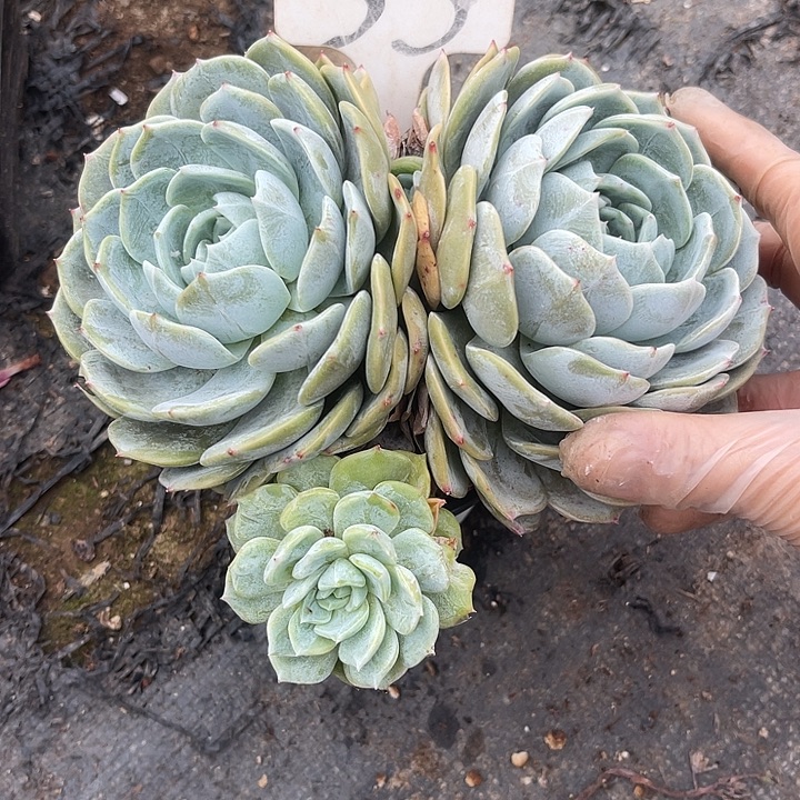 两单包邮，一物一拍55劳林