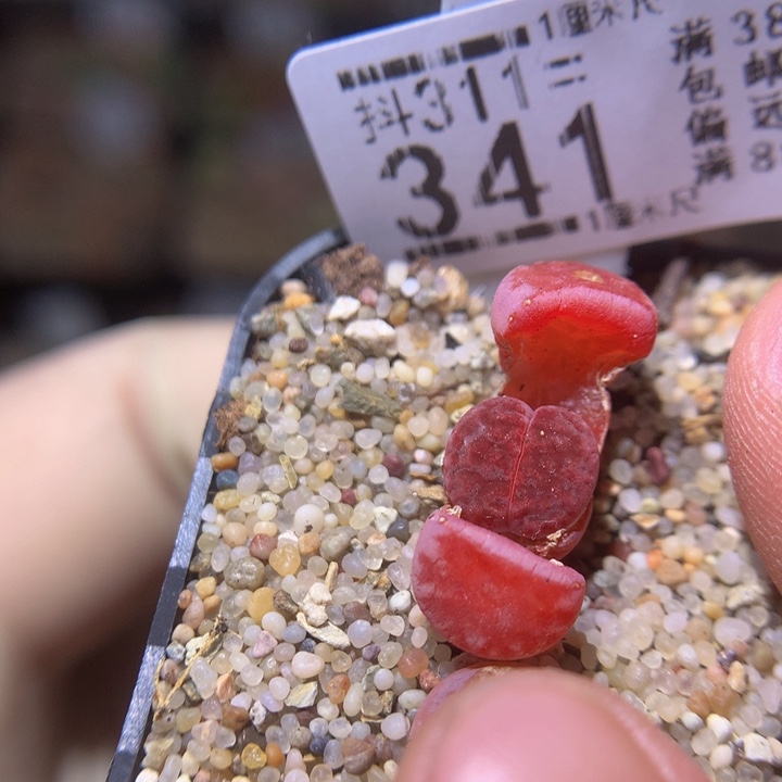 精品生石花311.341