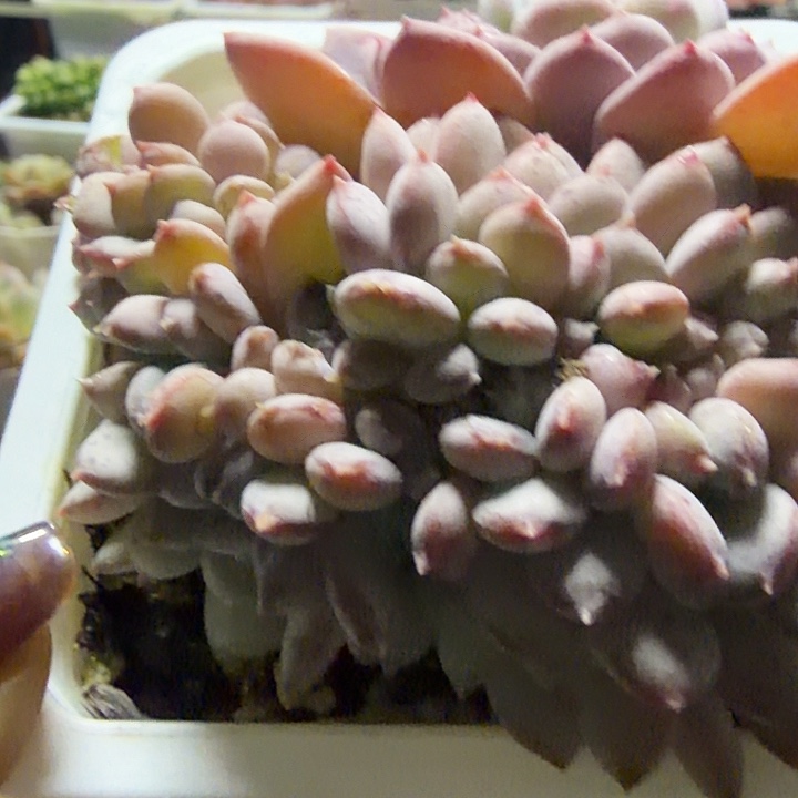 粉珍妮十方缀满12.9包邮