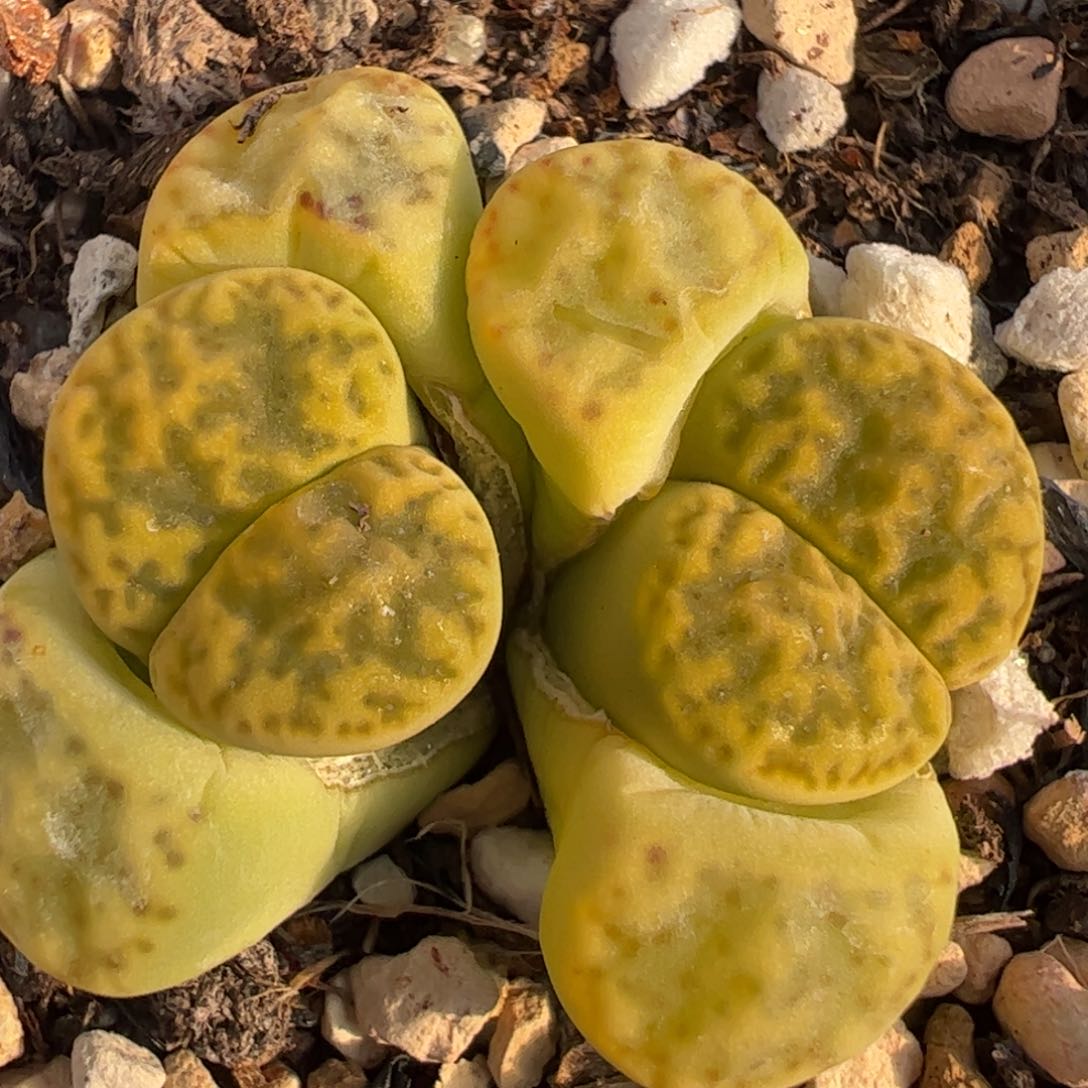 多肉植物百科125