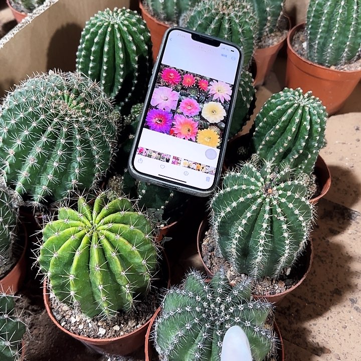 彩草11111111111一颗