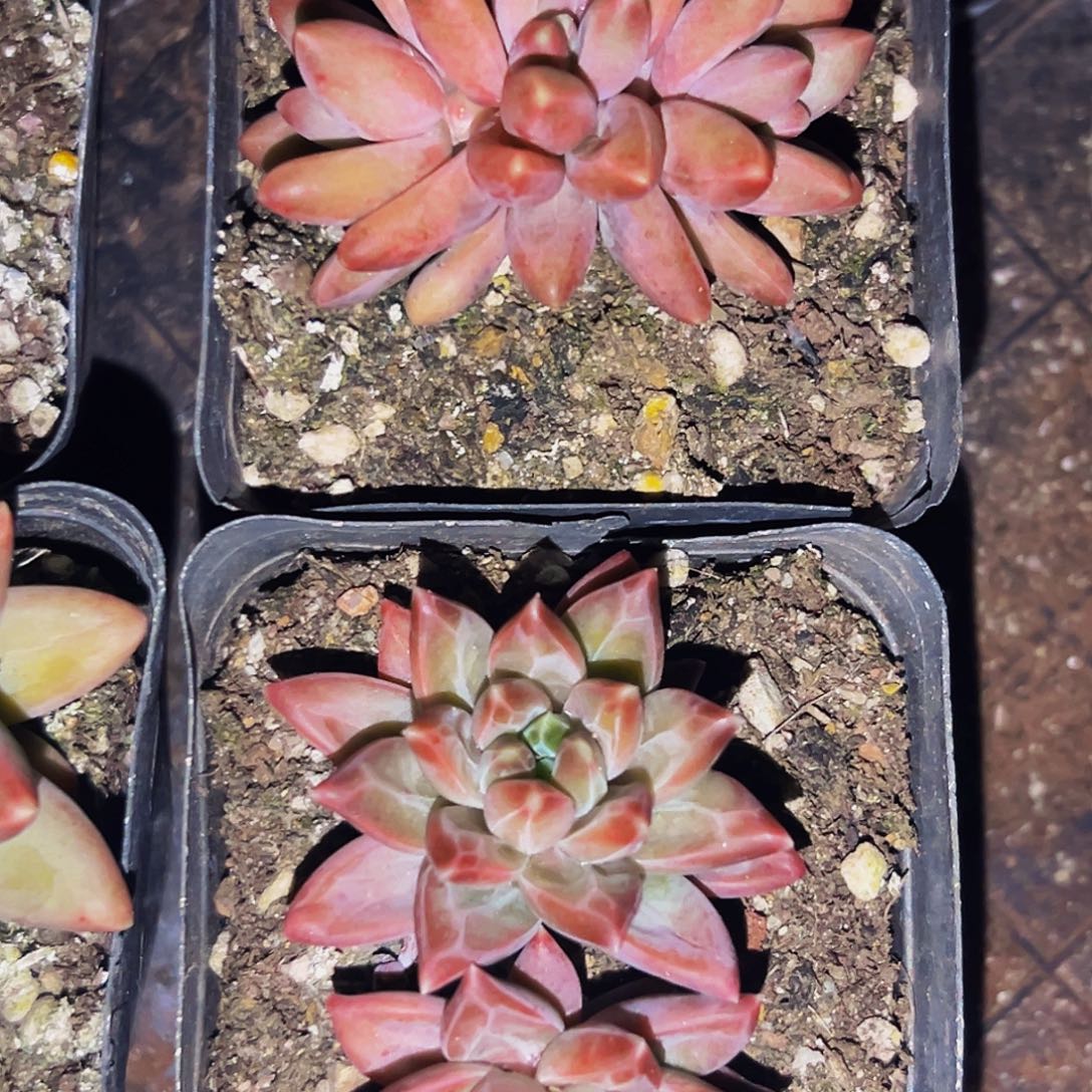 桔☁️多肉美人精品系列