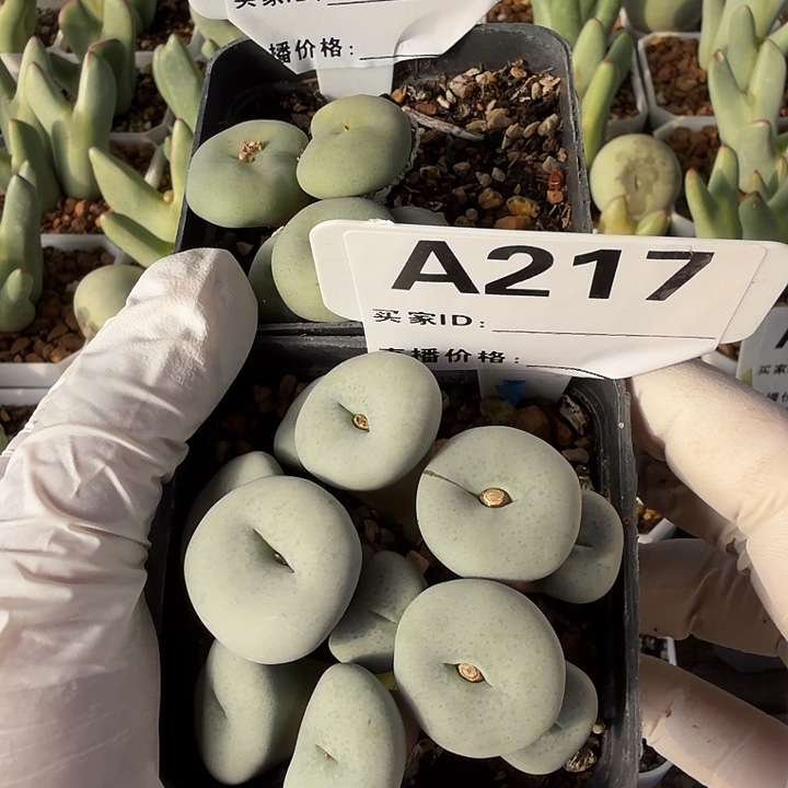 小***朵015。217。多肉植物的生长发育