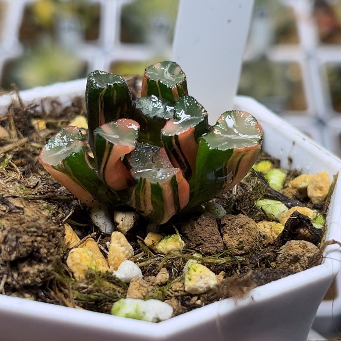 34蜘蛛之巢万象锦（根不好介意勿拍）福利专场