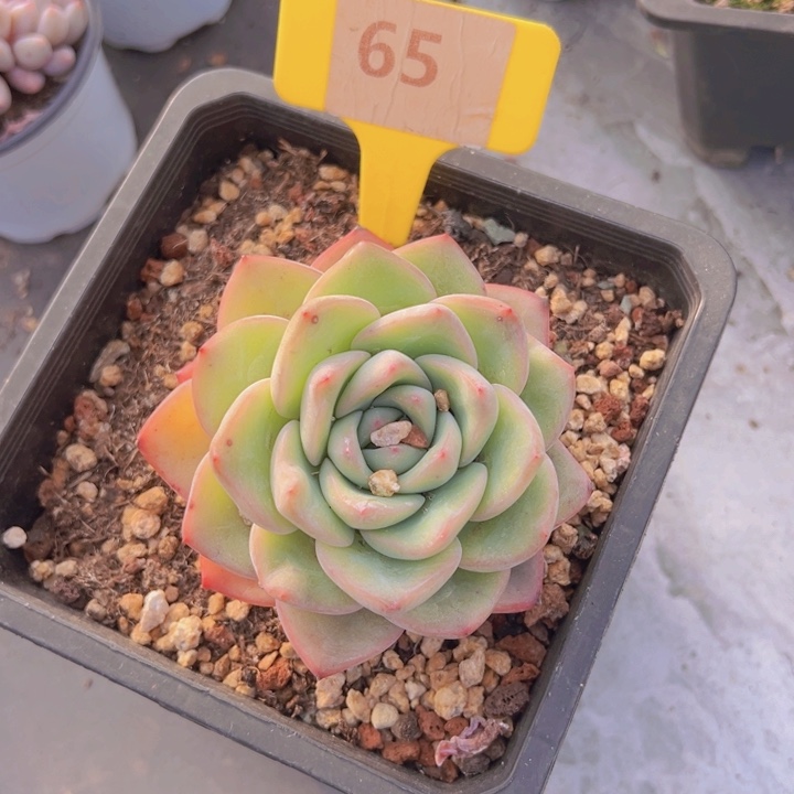 健健康康平平安安