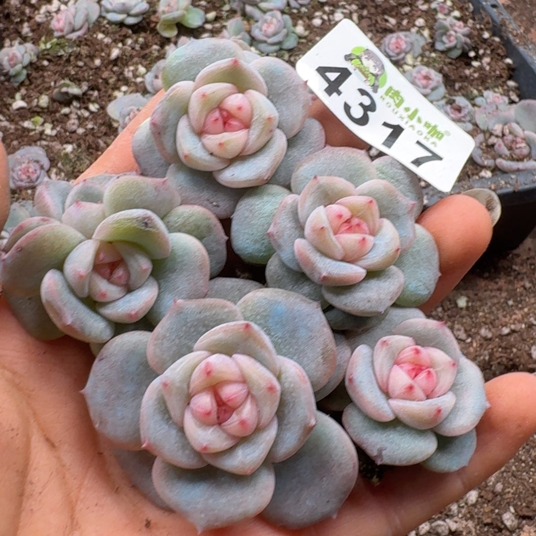 多肉植物多肉植物