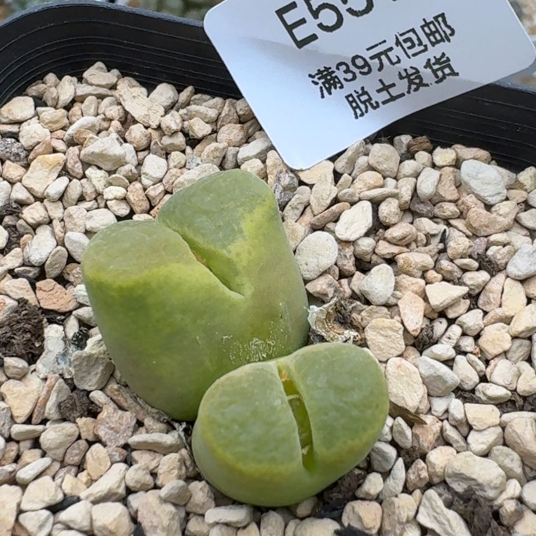 541多肉哈哈哈哈哈哈哈哈