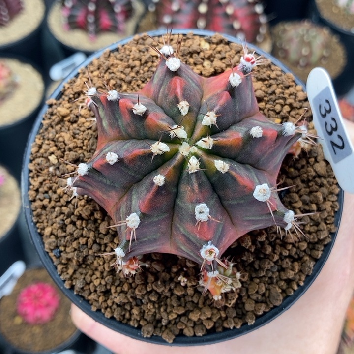 SOS 母本株 米哈仙人球