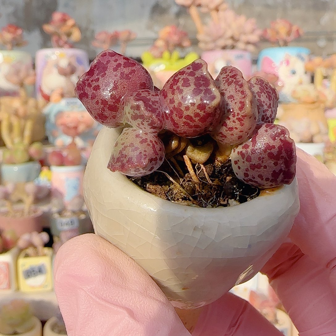 双头猫耳 盆口3cm