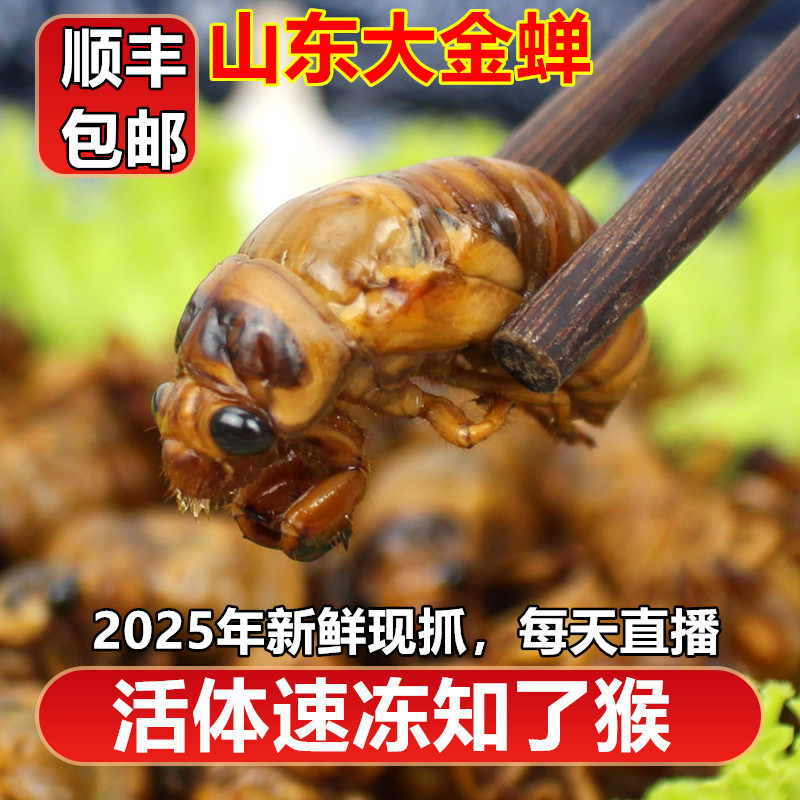山东大知了猴顺丰京东包邮活体速冻金蝉爬叉油炸新鲜知了瘦肉美食