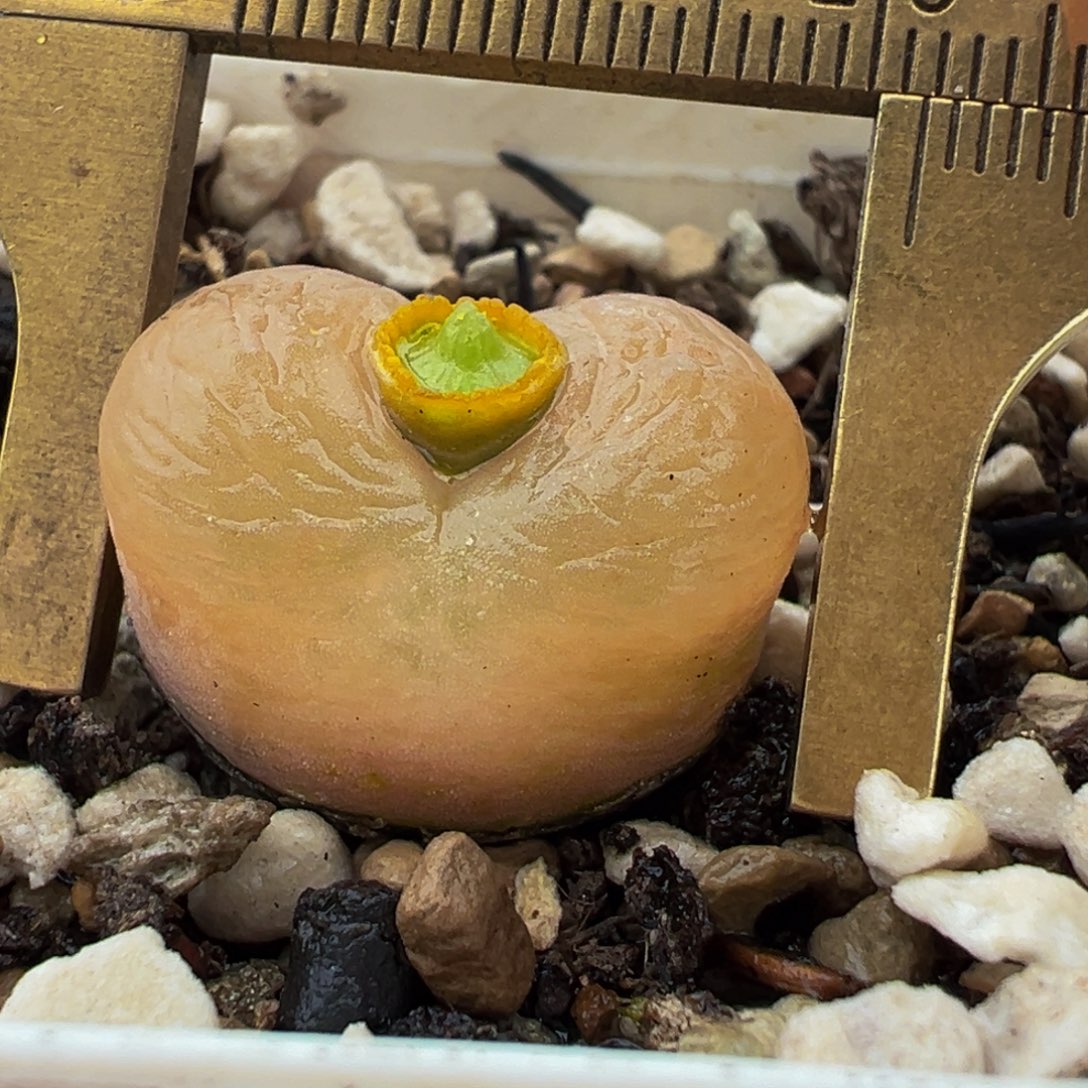 毛多肉百科植物369