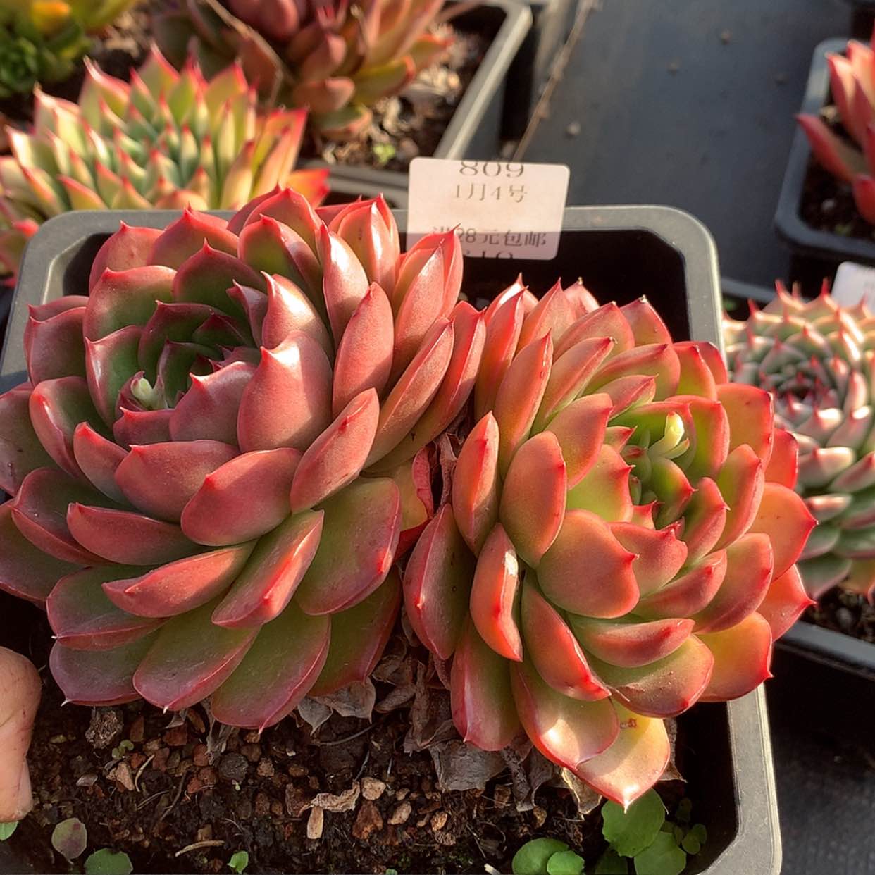 【闪购商品】云809号爱神玫瑰16厘米