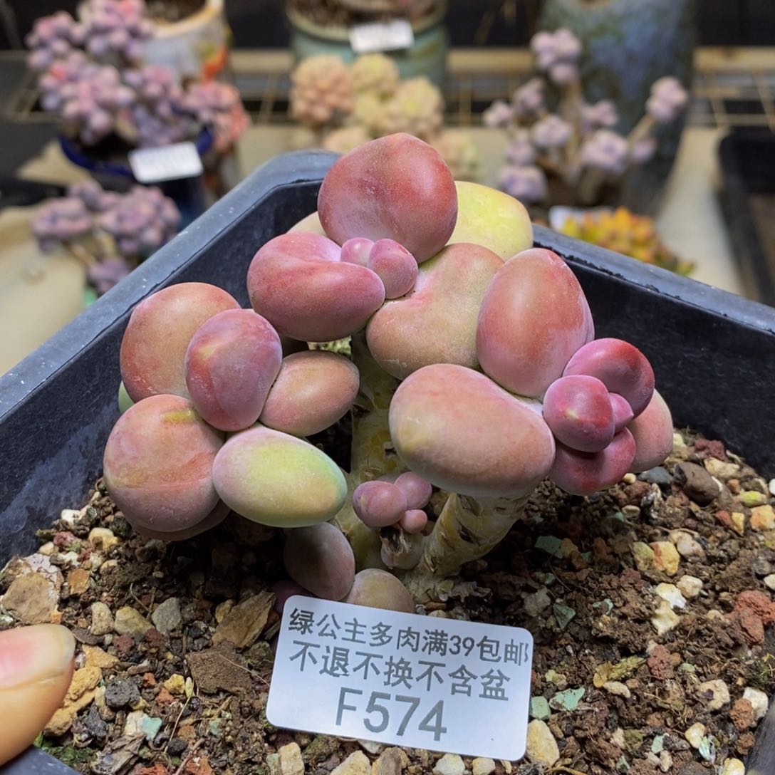 574芒果奶二代有断枝