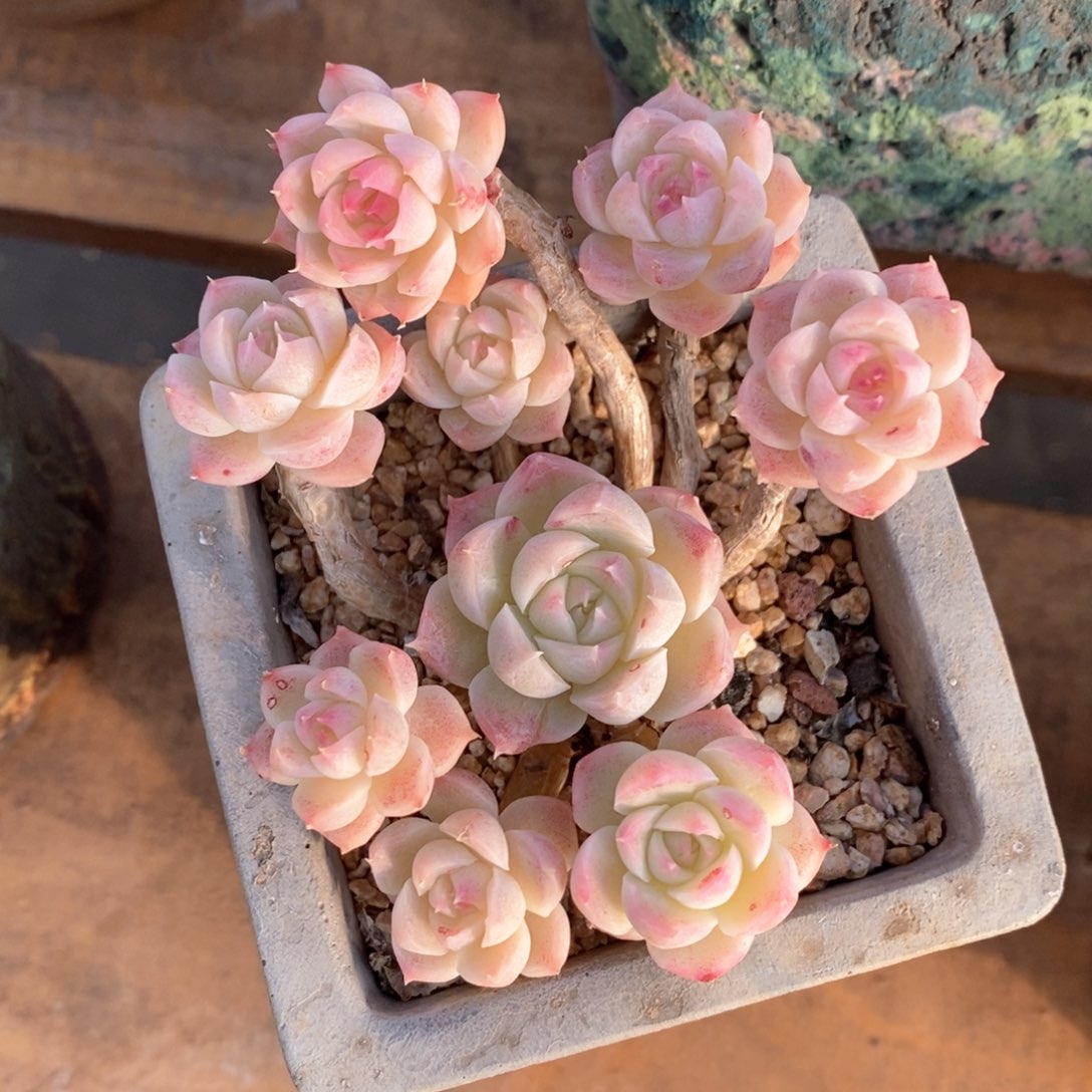 精品多肉一物一拍不包整55