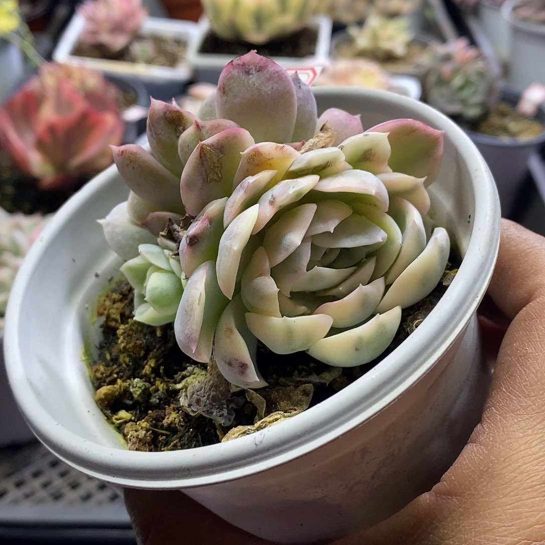 1112雪球锦群多肉