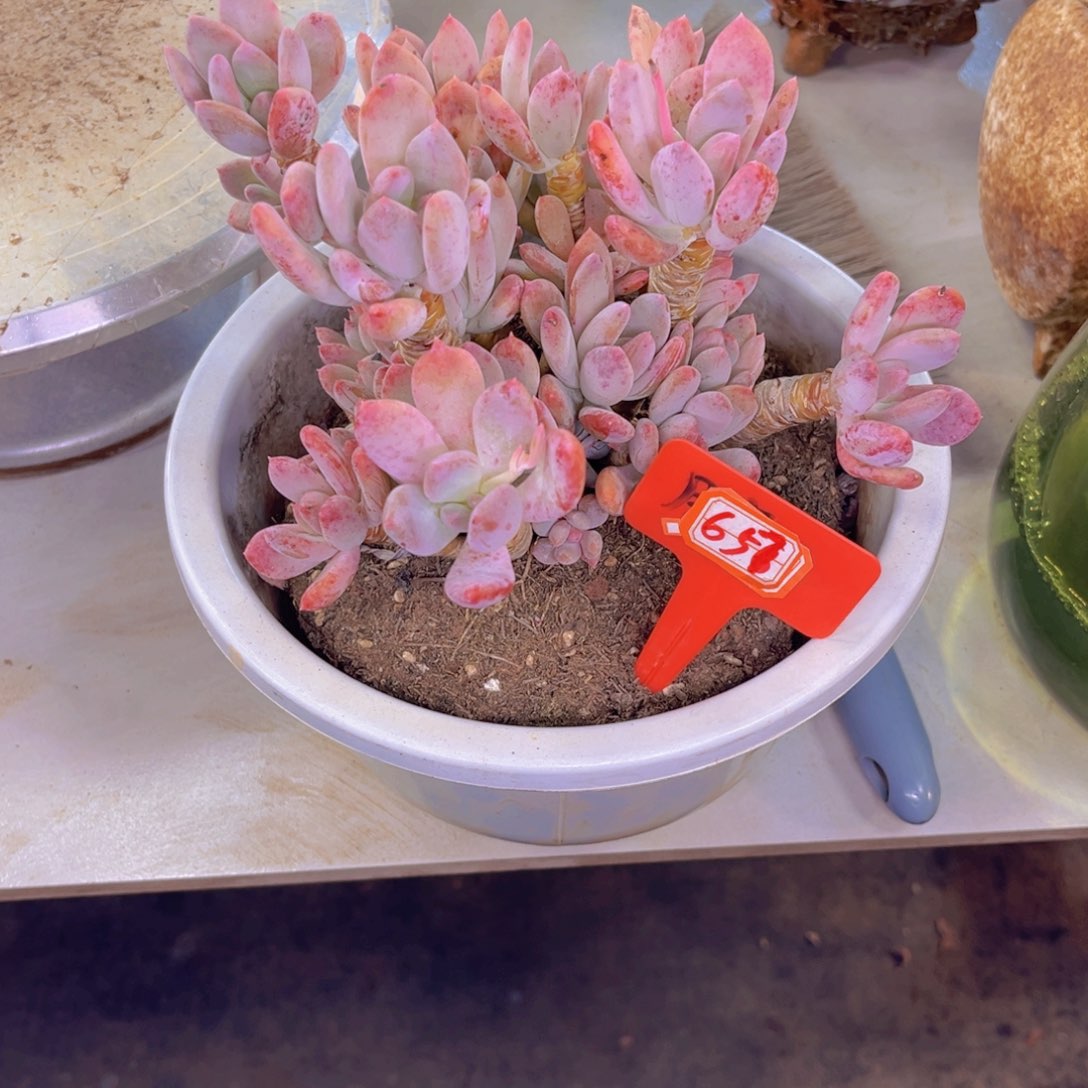 x****5灰姑娘657多肉植物