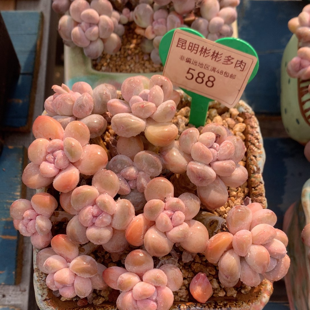 丸叶香玉矮桩平头588