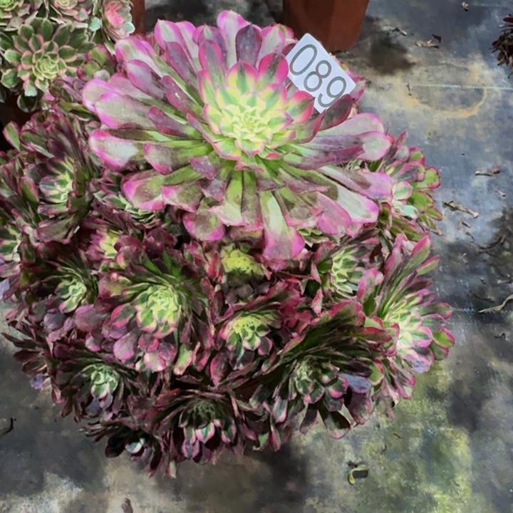 绿体铜壶0890000000