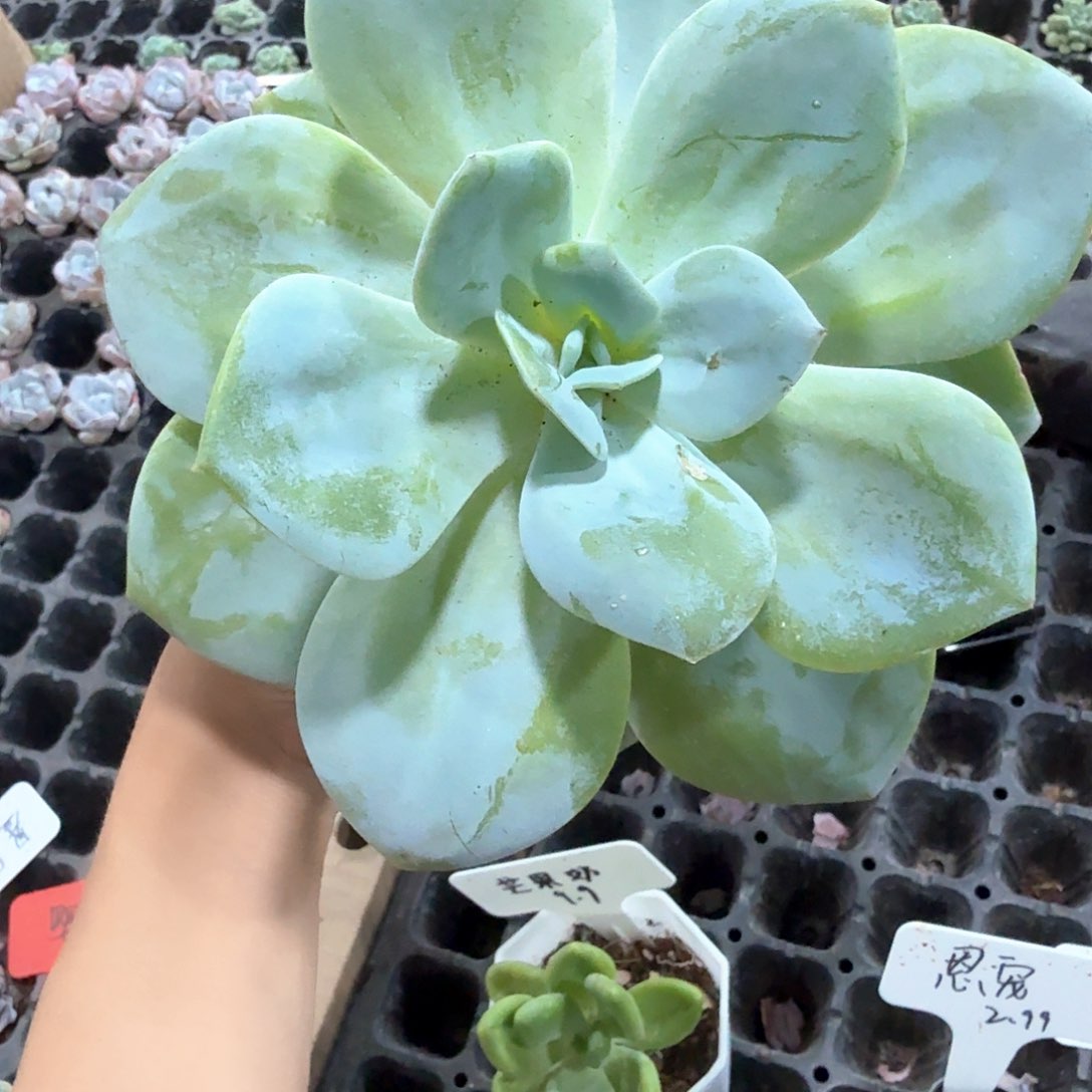 精品奶茶脱土发货