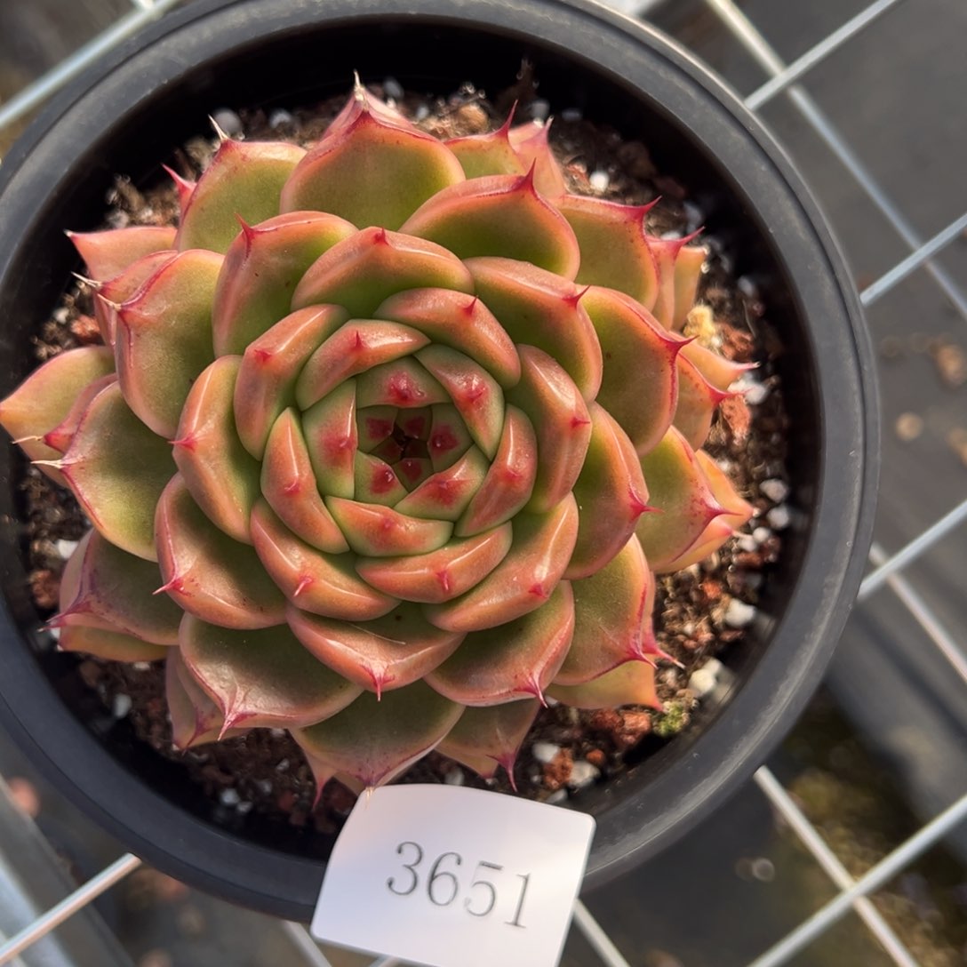 我****鱼3651肉肉肉肉肉肉